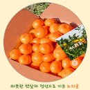 서귀포귤사랑
