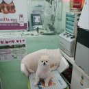 dog조아 이미지