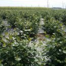 은애농장 이미지