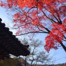 내장산 [內藏山] 단풍 이미지