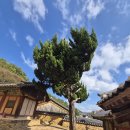 밀양향교의 가을 이미지