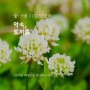 세잎클로버