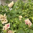 (주)하나마이 이미지