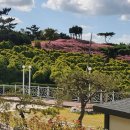 핑크뮬리 이미지