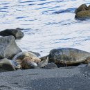 루우루우 이미지