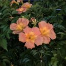 컴포즈커피 한경대점 이미지