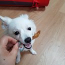 멍이와 냥이의 부엌 | 강아지 수제간식과 스카프 구매후기♡ 아이디어스