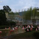 플라밍고 이미지