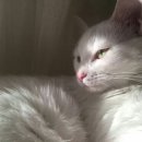 냥냥펀치 이미지