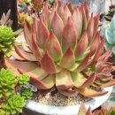 동운농장 이미지