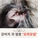 그린프라자약국 | 넵트라 7~10만원 대신 오리모덤 9천원 선택! 강아지 외이염 연고 치료 시작 후기 (오늘 1일차)