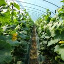 주현농장 이미지