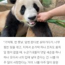 [푸바오] 8월의 댓잎은 사랑이어라 이미지