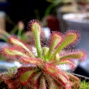 비너스타 이미지