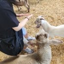 호주 시드니 가족여행 추천 동물농장 캄슬리힐 시티팜 다양한 쇼