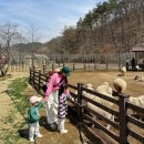 달빛풍경 | [영월] 펫힐링 달빛동물원&amp;오토캠핑장_영월동물원 후기(1) / 영월 아이와 가볼만한곳 강력 추천