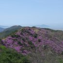 (종료)4/20(토) 고려산 진달래트레킹과 강화역사탐방 이미지