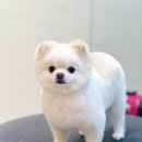 Grooming574 이미지