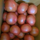 [구매후기] 토마토 재구매 이미지