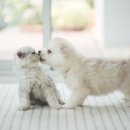 하이반려동물행동클리닉 이미지