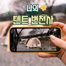 우리 집에 맞는 가성비 좋은 텐트? 텐트, 쉘터, 타프 내 돈 내산 텐트 변천사 후기