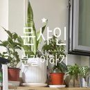 산세베리아 | 문샤인 신엽 안나올때 문샤인 산세베리아 분갈이 방법 초보자가 키우기 쉬운 식물