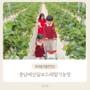 발산 농장 | 충남 예산 아이들과 겨울방학 체험농장 추천 가성비 최고였던 달보드레 딸기농장 솔직 후기