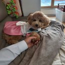 당희 | 강아지 한복 : '이츠독' 서희 당희 애견핸드메이드 한복 추천