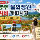 가야-6 | 남양주 물의정원 양귀비 개화시기｜지금 가야 하는 이유! 6월 만개 후기