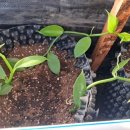 긴뿌리농장 이미지