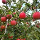 대미농장 이미지