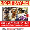 강아지를찾습니다/믹스견/수컷/서울 중구 신당동 이미지