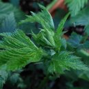 비너스타 이미지