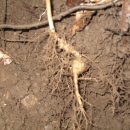 밤골농장 이미지