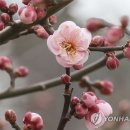 매화 - 구리시 동구릉로6번길 9-1 | 매화