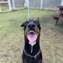 트리머펫 이미지