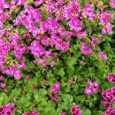 경화시장 이미지