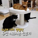 두잇 캐르테논 후기, 4남매 고양이스크래쳐 이걸로 결정했어요!