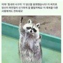 너구리 이미지