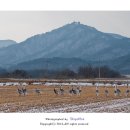 대위리-양지리 네이버블로그