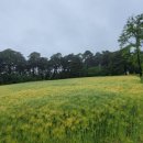 보리밭사이길로 이미지