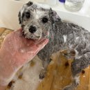 댕스미스 애견미용 이미지