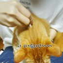 개거품그루밍 이미지