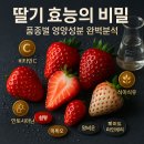 갈산농장 | 딸기 효능 놀라운 비밀? 품종별 영양성분 완벽분석