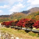 단풍 이미지