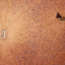 구유목장 이미지