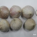 충북농업기술원 마늘연구소 이미지