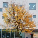 아지매숯불 이미지