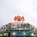 날으는산오징어 이미지