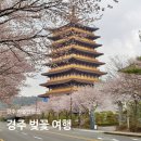 신평동1080 | 경주 벚꽃 실시간 🌸 개화 상황부터 축제 정보까지 대릉원 황룡원 황무로벚꽃길